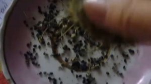 как получить семена лука репчатого