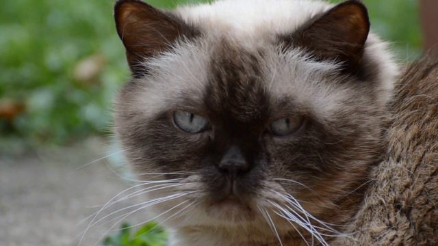 #Cute#cat#love#animal ✨animal world most beautiful world in the planet shots ! смотреть онлайн