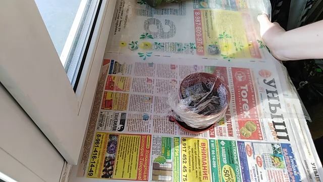 Огород на подоконнике 2019 часть 1. Совет по посадке лавра благородного. смотреть онлайн