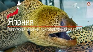 Гигантская мурена, приготовленная на гриле / СербаТВ 🔴