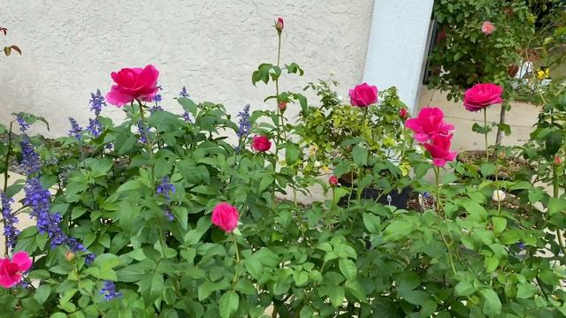 Rose - James L. Austin смотреть онлайн