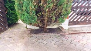 Формирующая обрезка  двух отличных можжевельников.