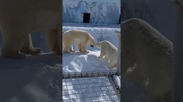Белые медведи в якутском зоопарке смотреть онлайн
