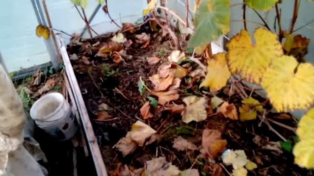 Формировка виноградного куста в теплице смотреть онлайн
