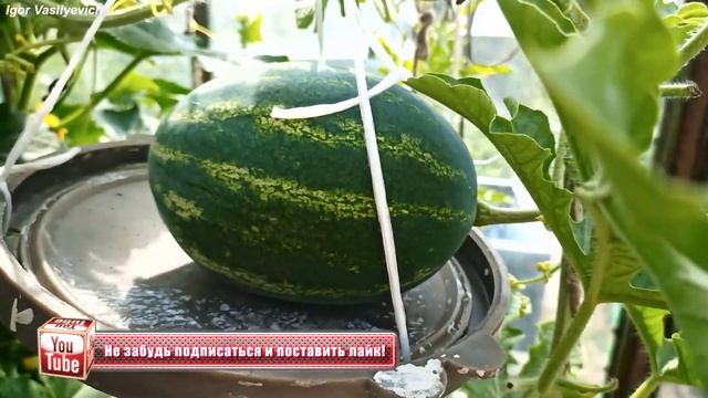 Как я выращиваю арбузы в теплице! Коротко и по существу! Как формировать арбузы в теплице. Арбуз! смотреть онлайн