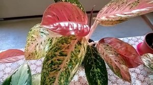 Люблю аглаонемы. Обзор моей коллекции.