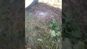 лодка БАРК 260 обзор