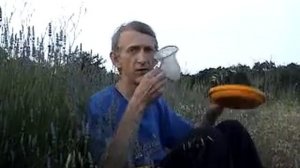 Советы Энтомолога: Как собирать насекомых в ловушки-тарелки Мерике?