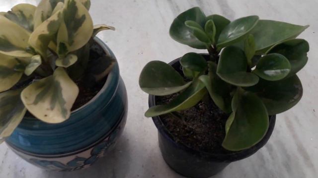 peperomia care tips || baby rubber plants care || peperomia पौधे की देखभाल || best house plant смотреть онлайн