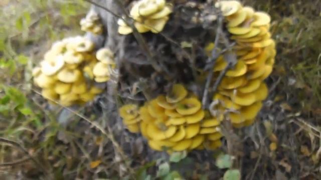 Ильмаковые грибы на пне! Берестянки! смотреть онлайн