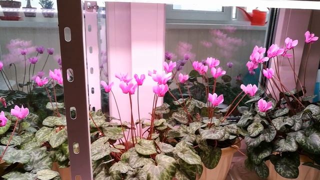 Альпийская фиалка, искусственное освещение смотреть онлайн