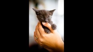 Как отучить котенка царапаться и кусаться