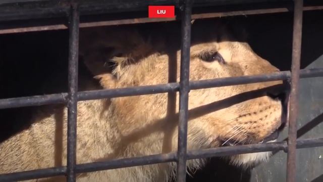 Люди как звери,а звери лучше людей! смотреть онлайн