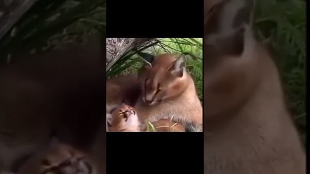 Каракалы в своей среде обитания #Shorts #каракал #шлепа смотреть онлайн