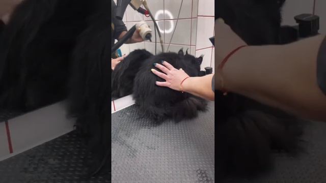 Как помыть и вычесать кота. Груминг Рыбацкое. Санкт-Петербург. смотреть онлайн
