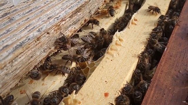 Весенняя профилактика пчёл муравьиной кислотой от варроатоза (клеща) смотреть онлайн