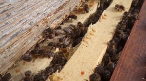 Весенняя профилактика пчёл муравьиной кислотой от варроатоза (клеща)