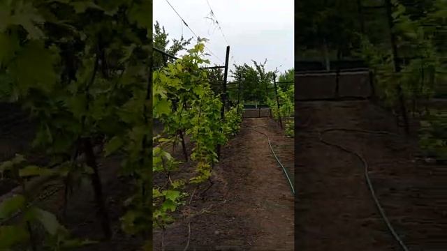 Крутой виноградник .