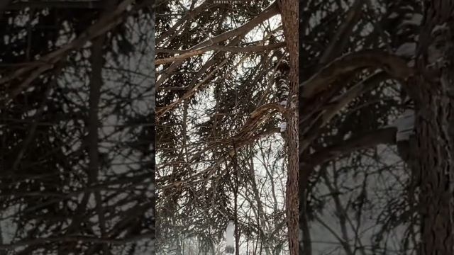 Белочки не поделили дерево #shorts #земнойирий #природа #зима #животные #белочки смотреть онлайн