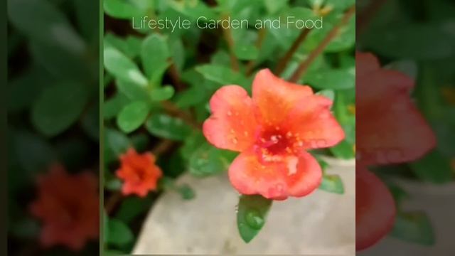 Look at portulaca oleracea flowers garden after the morning rain in my little garden??? смотреть онлайн