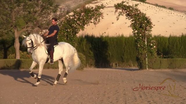 ?? Andalusian & Lusitano Horses 2021 Spain ?? смотреть онлайн