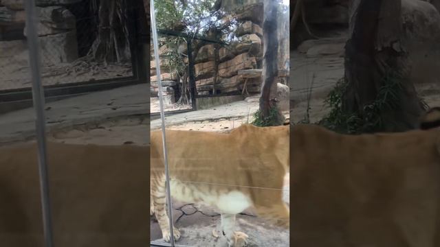 Liger 🐯 @zimaling zoo Zhongshan China 🇨🇳 смотреть онлайн