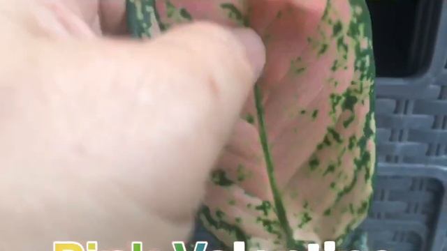 COMMON AND RARE VARIETIES OF AGLAONEMA смотреть онлайн