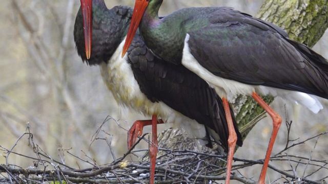 Черный Аист - интересные факты смотреть онлайн