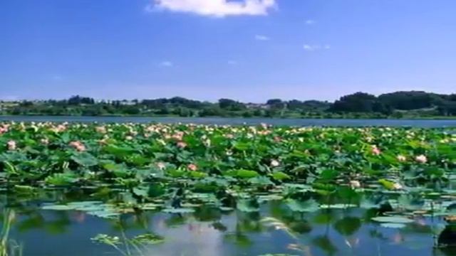 A Beautiful Chinese Music fusioning GUZHENG , DIZI , PIPA VIOLIN a Scarborough Fair ! YouTub смотреть онлайн