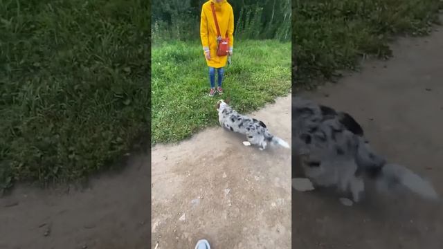 Мраморный корги с разными глазами! Я был в шоке от этой красоты ? смотреть онлайн