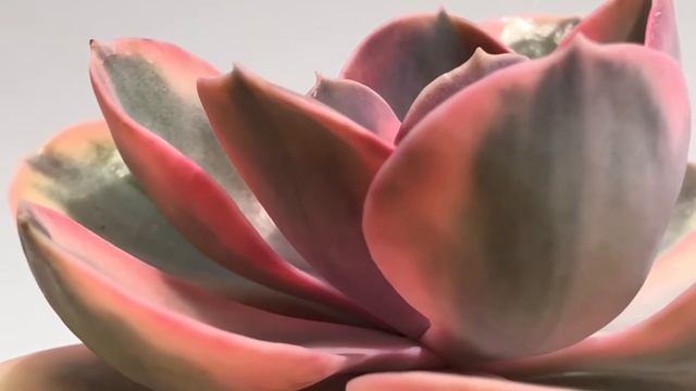 Echeveria ‘Rainbow’