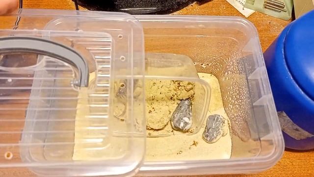 Влог. Эксперимент с H. Maculata. Долгая пересадка скорпиона Leiurus Q и новые паучки смотреть онлайн