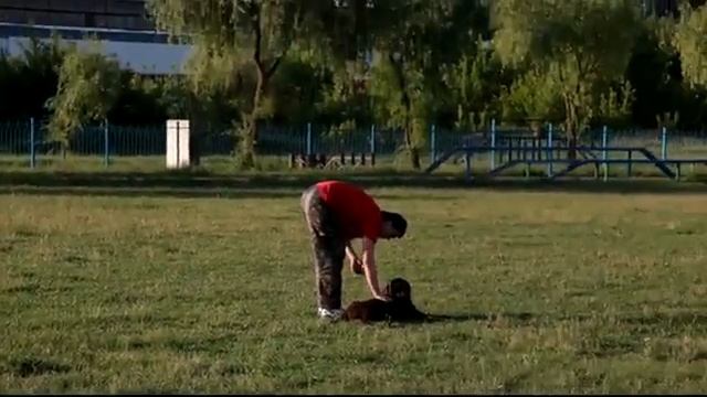 Усыпить собаку? смотреть онлайн