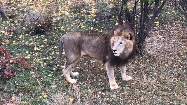 Одуванчик на холме славы) Тайган Dandelion on the hill of fame) Taigan смотреть онлайн