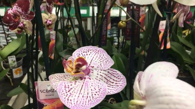 Обзор орхидей в Бауцентре г Краснодар 23.09.2020 смотреть онлайн