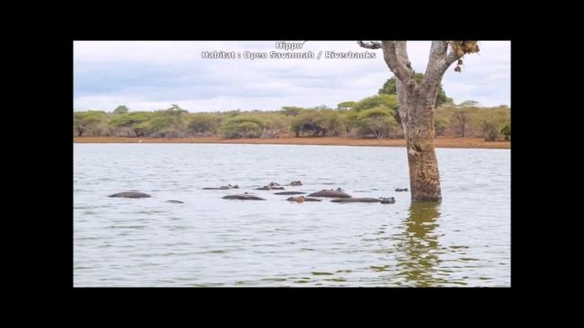 Hippopotamus vs Pygmy Hippotamus - The Differences смотреть онлайн