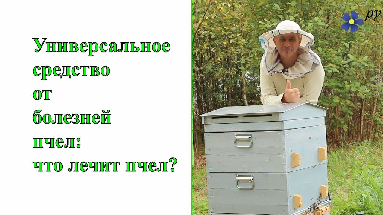 Универсальное средство от болезней пчел: что лечит пчел смотреть онлайн