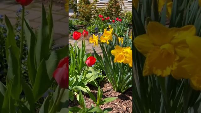 beautiful flower garden #flowers #flowerspot #bloom #blooming #amazing смотреть онлайн