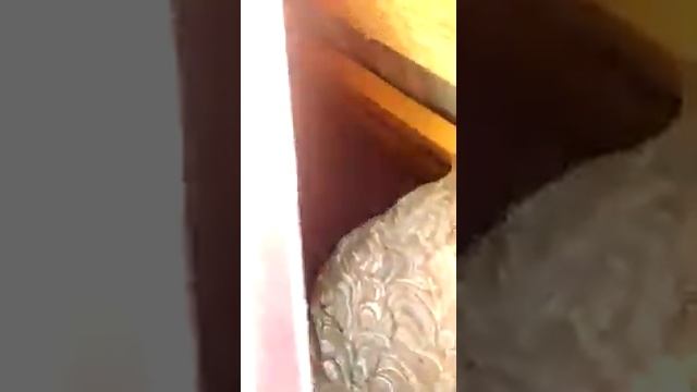 Опасные соседи на даче