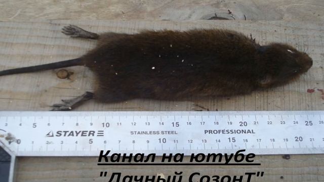 Водяная полевка - как ее поймать смотреть онлайн