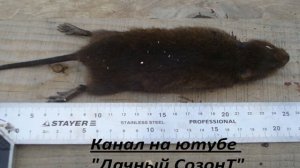 Водяная полевка - как ее поймать