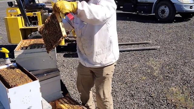 20 апреля как подсаживаем маток из которых сделали нуклеусы и завозим пчел на голубику смотреть онлайн