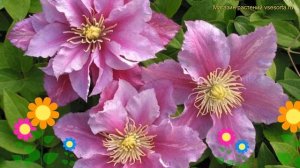 Клематис гибридный Пиллу. Краткий обзор, описание характеристик, где купить саженцы clematis Piilu