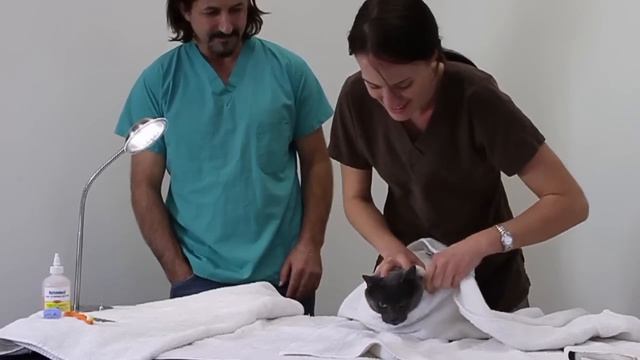 DIY Teeth Cleaning for Dogs and Cats (NO Anesthesia) смотреть онлайн