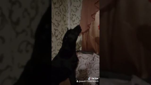 Начинающая певица "Мотя" смотреть онлайн
