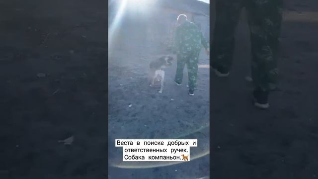 ‼️Ессентуки. Стерелизованная девочка, возраст 2.5, от паразитов обработана, сделана первая прививка смотреть онлайн