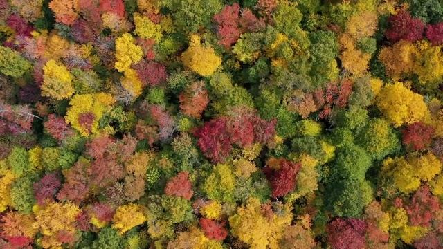 Beautiful calming relaxing piano music for stress relief Autumn colors Красивая музыка и Цвета осен смотреть онлайн