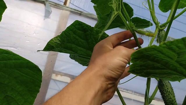 МИНУСЫ ОГУРЦА КИБРИЯ!