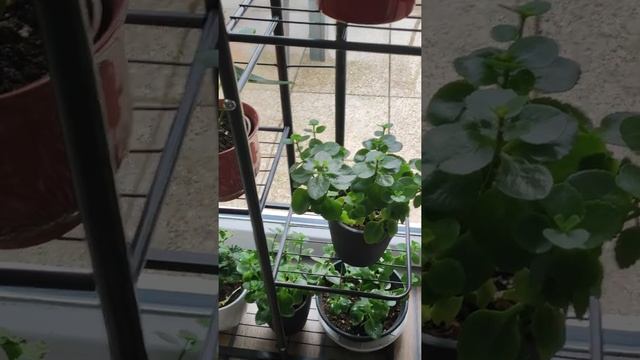 Сколько раз цветёт декабрист? Когда ждать повторного цветения? смотреть онлайн