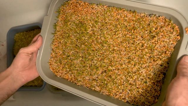 Гидропоника - зелёный корм для птицы и животных. Проращивание пшеницы в домашних условиях. смотреть онлайн